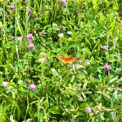 can we be friends again?