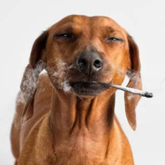 16 y.o. prod. 2xcond