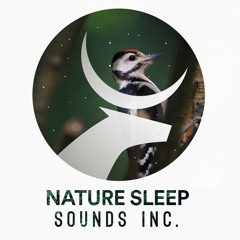 Chirping Birds Nature Sounds, Pt. 1