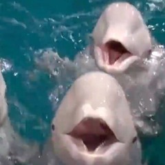 baby belugas