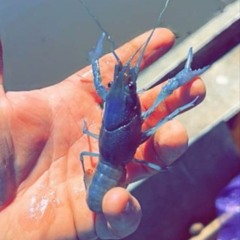 Eat The Blue Crawfish [04-05-2024]