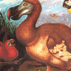 Bird Flu