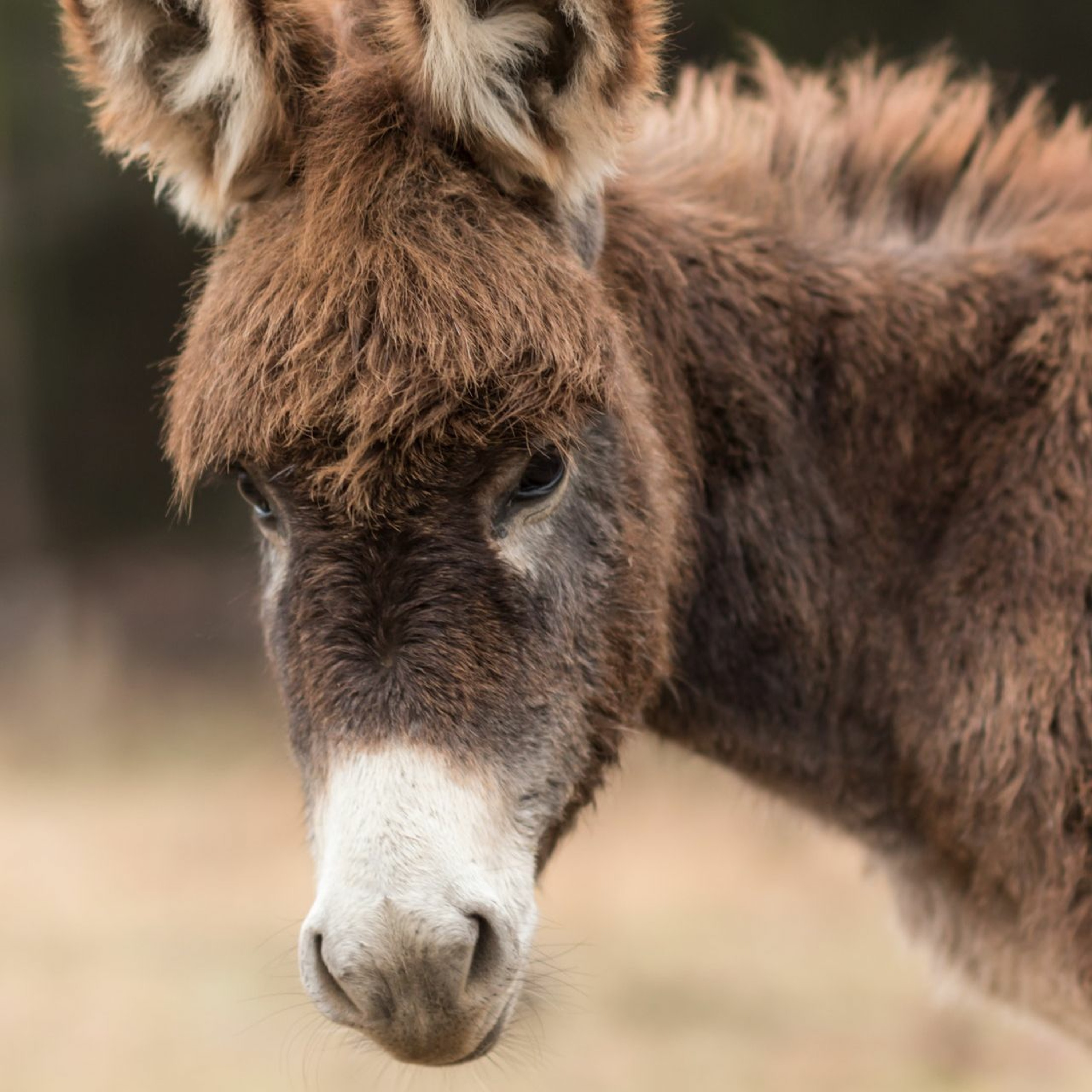 Wonderful Beast Theatre Company