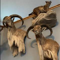 djscreendoor-live-at-club-shaniko-part2