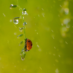 April Showers