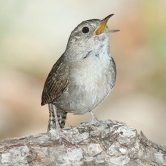 Canto de un sotorré / The song of the house wren