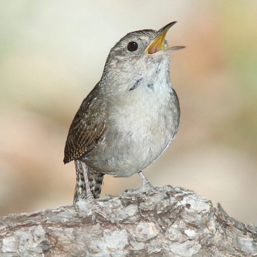 Canto de un sotorré / The song of the house wren