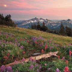 Summer Meadow Nights