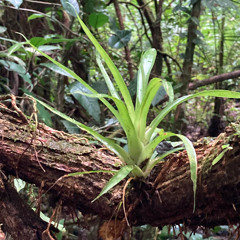 Rain Forest Soundscape 2025