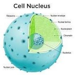 The Paragon Freestyle Prod. Abstrakt