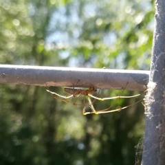 Tetragnatha, a spider ready to bite for love