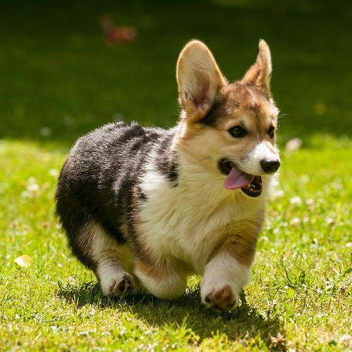Corgi Island Blast!