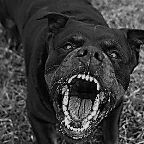 Как выглядят ядовитые собаки Dogs Suffer From Tick Bites, Too: 5 Strategies to Effectively Prevent Ticks From