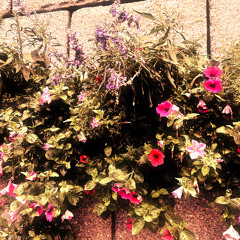 blooming flower (demo)