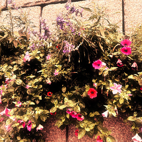 blooming flower (demo)