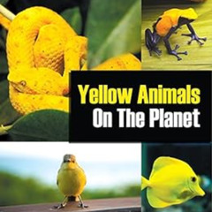 [View] KINDLE 📒 Yellow Animals On The Planet: Animal Encyclopedia for Kids (Colorful
