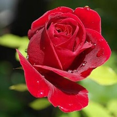 Любовь как роза красная