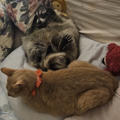 Carlitto😺 Munchkin's🦝Relaxation Music 🎶 🎵 ♥️