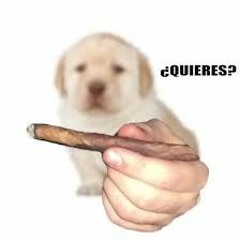 QUIERES? this is a joke lmao