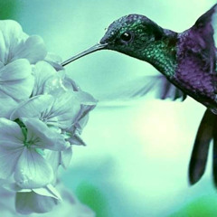 Auditory Insect Epitaph