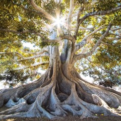 Generative Music: Get Grounded and Reconnect (Free Meditation)