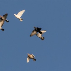 open and close (2020)