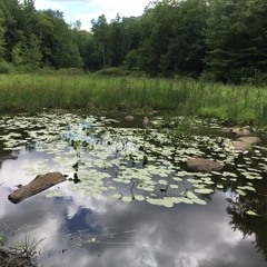 Gaston Pond, Barre, Massachusetts, hydrophone recording