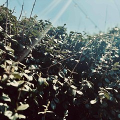 ‘The Longer I Serve him’ sung by Jaben,Sadie,Chloe,and Ellie kate Butero.