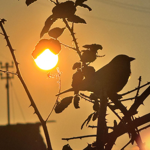 Orchestra of Amazonas