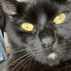 Engine (Neutral Milk Hotel)