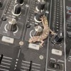 gecko tunes 50425 DJ mix artwork - Electronic music tracklist cover image