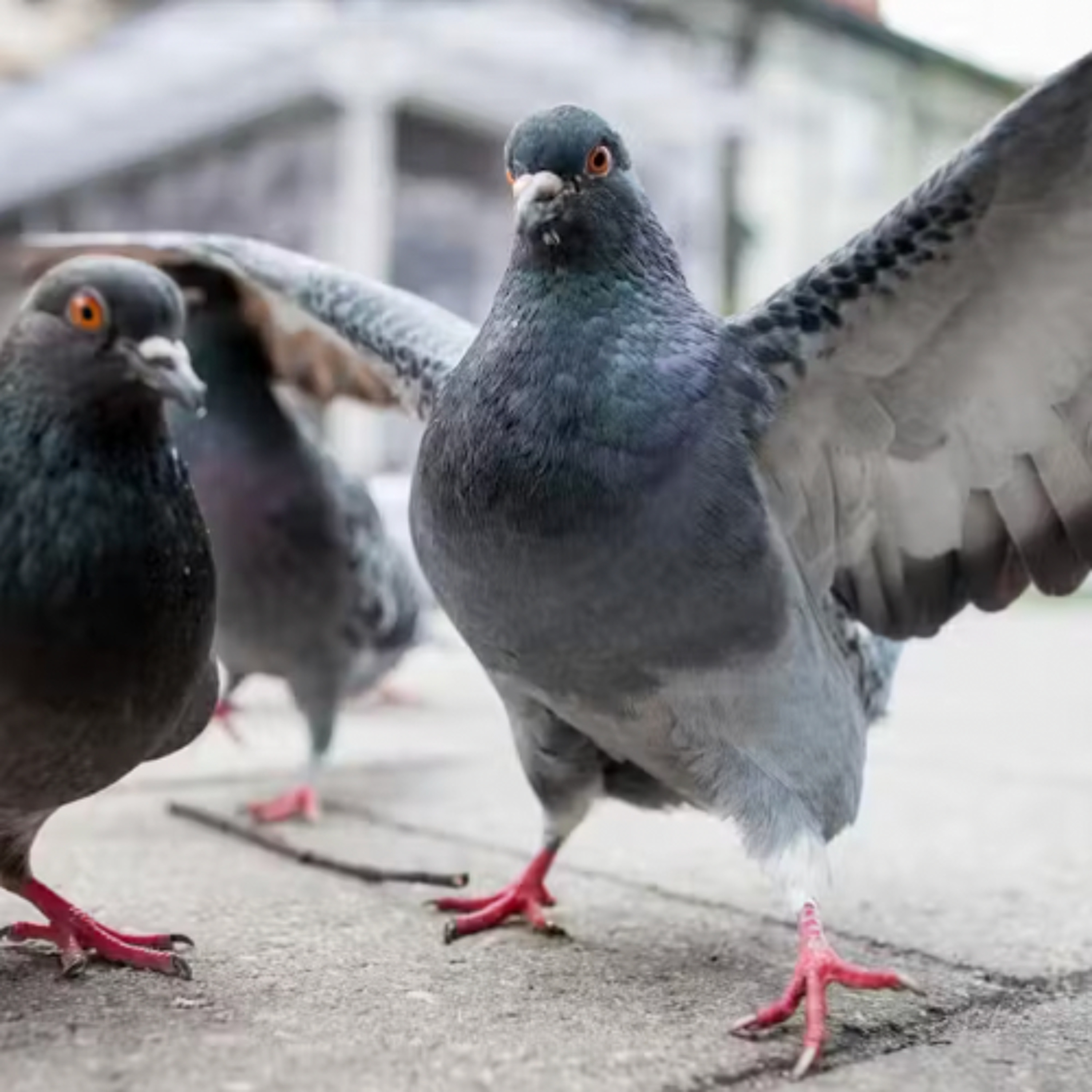 Kypski & Hajo Krijger - Pigeons episode artwork