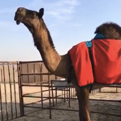 الملحاء النظيره ، محمد ال نجم❤️