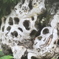 Children Of The Cosmic Dust