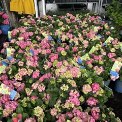 The flowers are blooming again