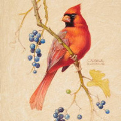 Cardinalis