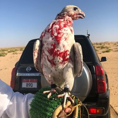 ‎⁨الرمش اريشا - حمد العامري