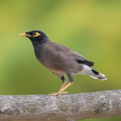 Common Myna