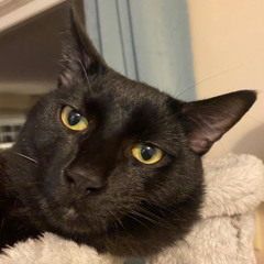 song about my roommate's cat