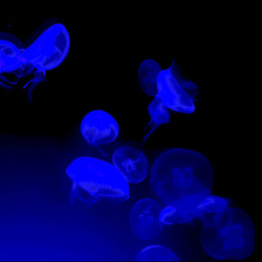 Ocean Diving