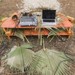 Wild Grass Sonic Field Notes- Posture, Transmission, Land Grand Cayman