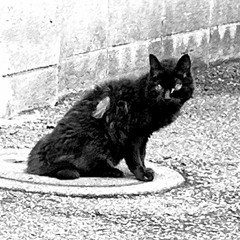 ちっちゃな猫／Little Cat