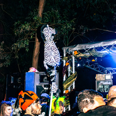 ZEBRAS IN THE JUNGLE