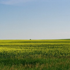 Prairie Birdsong