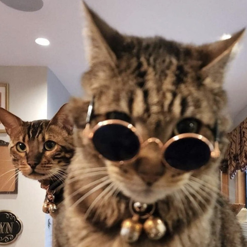 Stream WHO DAT BOY REMIX by charlie lomonaco Listen online for free