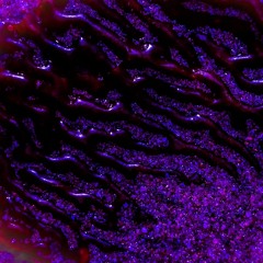 Carina Nour & Gibs - Cohesion