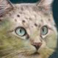 3333333sHOULDERANGELMIX3333333333