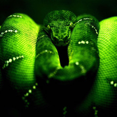 🐍