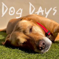 dog days (demo)