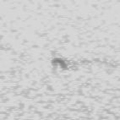 Eugryllodes pipiens (Orthoptera)(Obagues De Sant Guim)